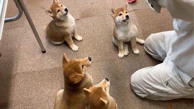 パパさんを見つめる4匹の子犬