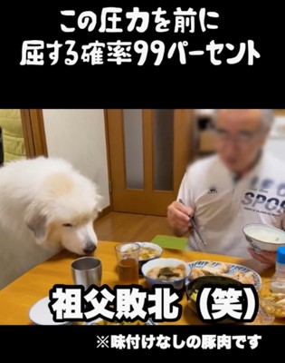 豚肉を食べる超大型犬