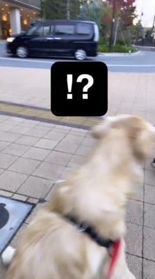 男性を目で追う犬