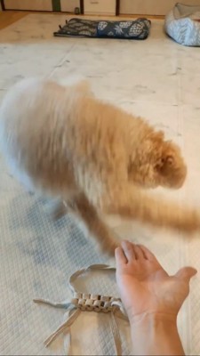 飼い主さんの手めがけて飛びつくトイプー