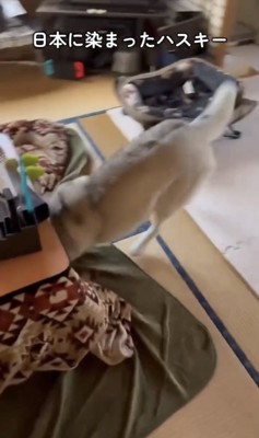 こたつに顔を突っ込む犬