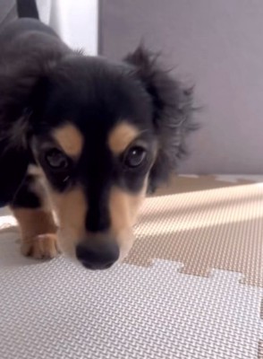 カメラのほうにゆっくり歩いてくる犬