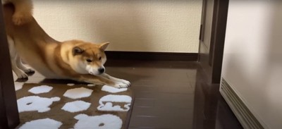 暖房の近くで伸びをする柴犬