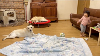 カメラを見つめる2頭の犬と、ソファに手をついている女の子