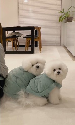 亀になりきる王子くん＆あんじちゃん3