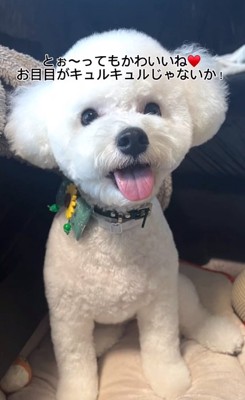 ママが撮ったポテトくん3