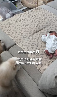赤ちゃんと小型犬