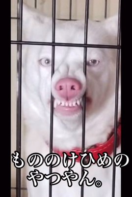 もののけ姫のようなトックちゃん