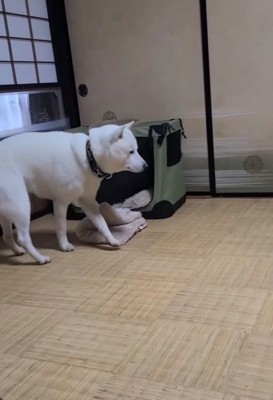 クレートの前で立ち尽くす犬