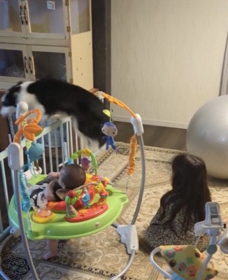 柵を飛び越えて戻る犬