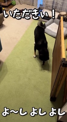もう一度オヤツで釣ってみます