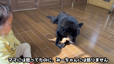 おもちゃを独り占めする犬