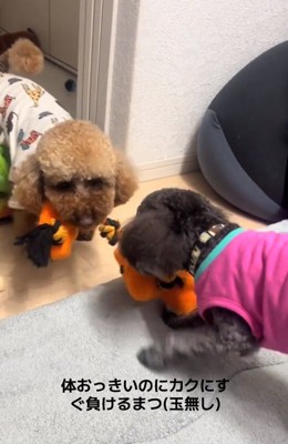 おもちゃで遊ぶ2匹