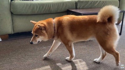 渋々ハウスに向かいます
