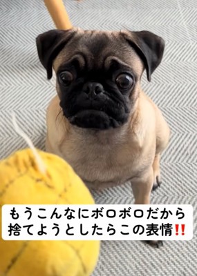 絶望した犬