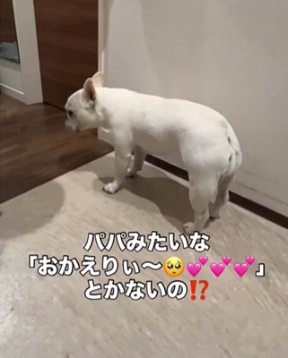 引き返す犬3
