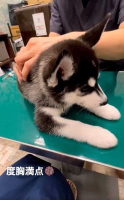 背中を触られるレイルちゃん