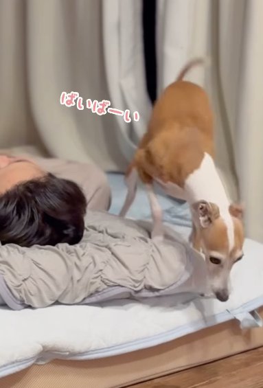 足早に男性から離れていくイタリアングレーハウンド