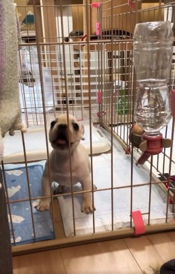 ケージの中のふく丸くん