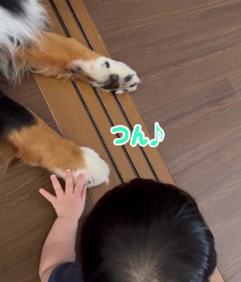 わんこのおててを触りたい