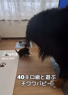 向かい合う2匹の犬