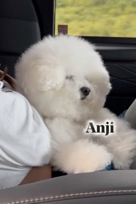 あんじちゃんビフォー