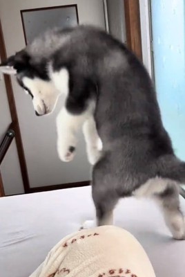 前足をあげるキラくん