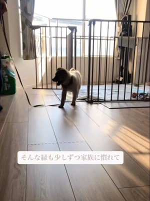 楽しそうに歩く子犬