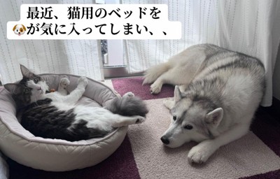 猫用ベッドがうらやましい