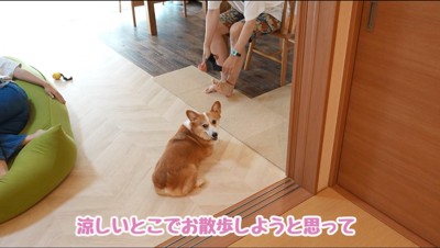 カメラをふり返る犬