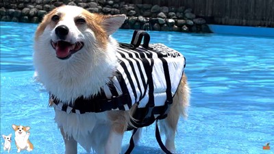 コーギーのスイミングスクール⑩