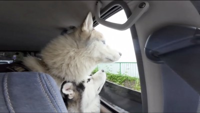 車の窓から外を覗く2匹の犬