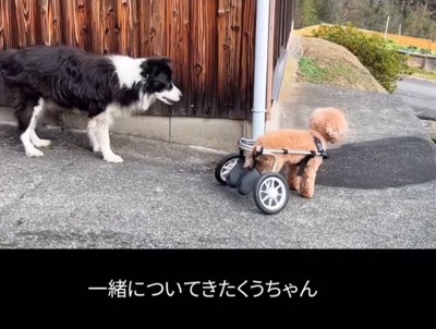 心配そうな犬