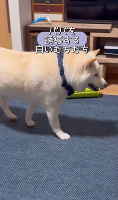 何かをお願いしに来たごん太くん