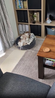 ベッドで寝る犬