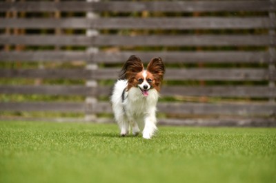 ドッグランで走るパピヨン