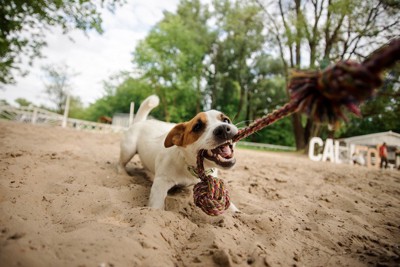 ロープに噛みつく