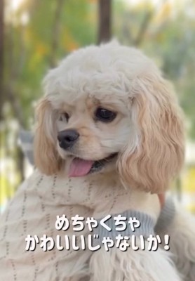 アフロが定着したパルちゃん