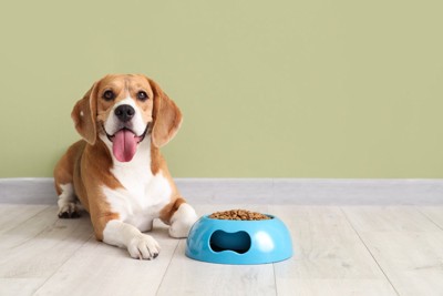 ご飯を食べない犬