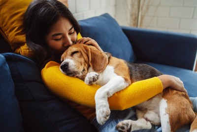 抱っこされて眠るビーグル