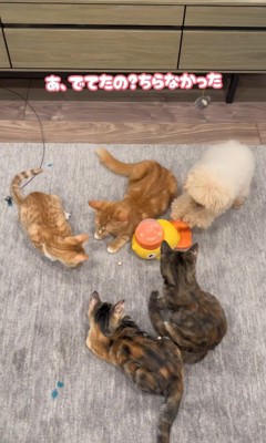 配給係をするくるみちゃん⑩