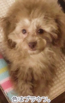 もかちゃんを引き取ることに