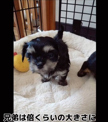 赤ちゃん犬を家族に迎えるまで6