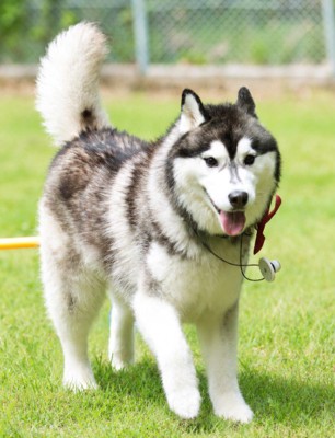 中型犬部門で見事2位