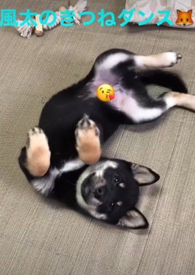可愛すぎる風太ちゃんでした