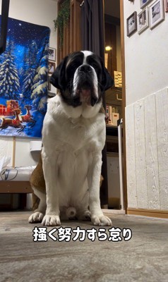 首をかくのが下手なむちゃ君3