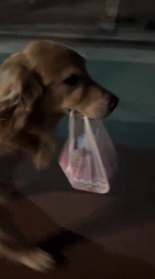 袋を咥えて歩く犬