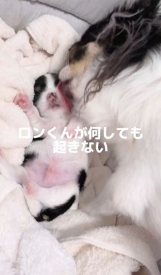 舐められてもぐっすり眠る犬