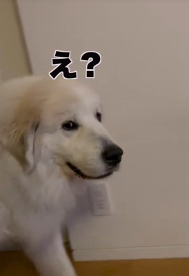 面倒臭そうにチラ見