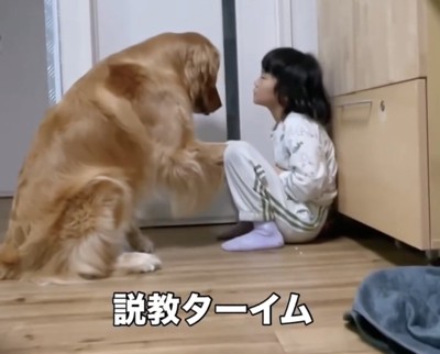見つめ合う犬と女の子